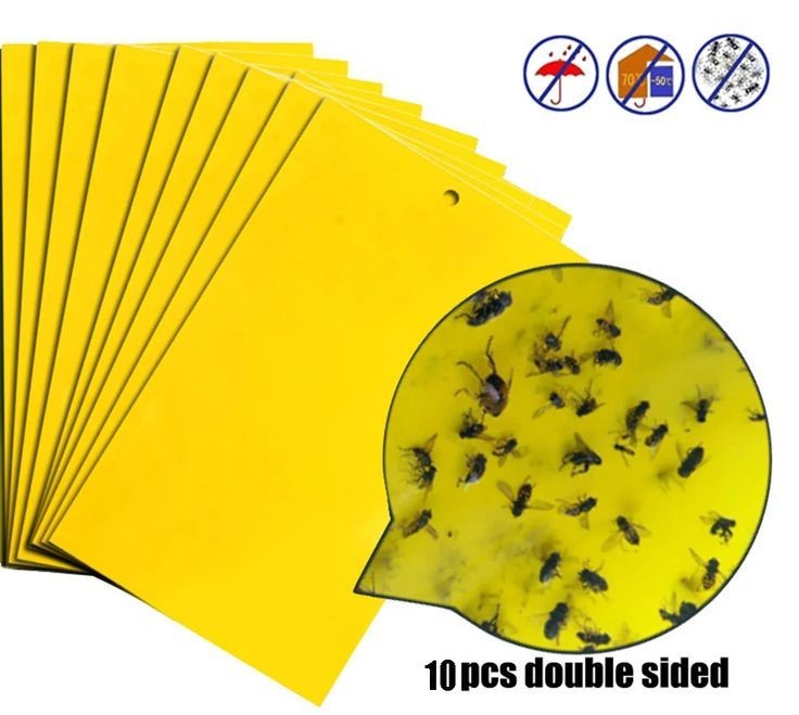 Pegamento para Moscas – Control Eficaz y Seguro